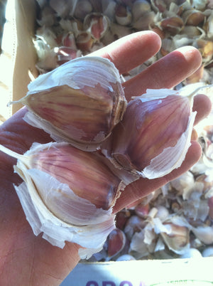 Time to Plant Garlic in Colorado!