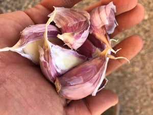 Seasonal Transitions - Garlic and the Cold