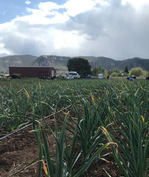 Garlic Field Maintenance... Weeding