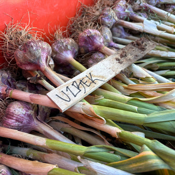New Variety - Uzbek Seed Garlic