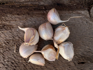 Last Call - Order Seed Garlic TODAY!
