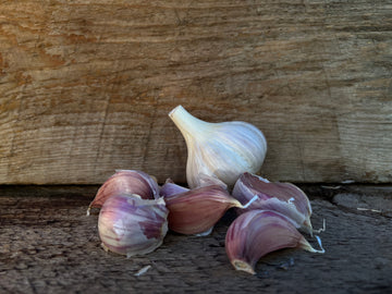 Montana Zemo Seed Garlic, Colorado Seed Garlic, gorgeous white garlic bulb with deep purple garlic cloves displayed on barn wood