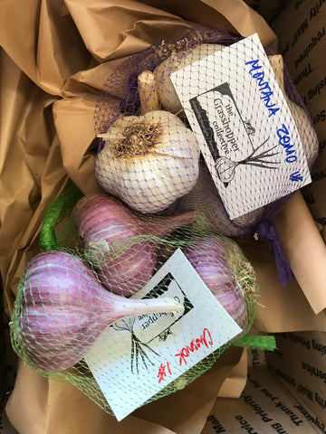 Still Time to Order Seed Garlic for Planting