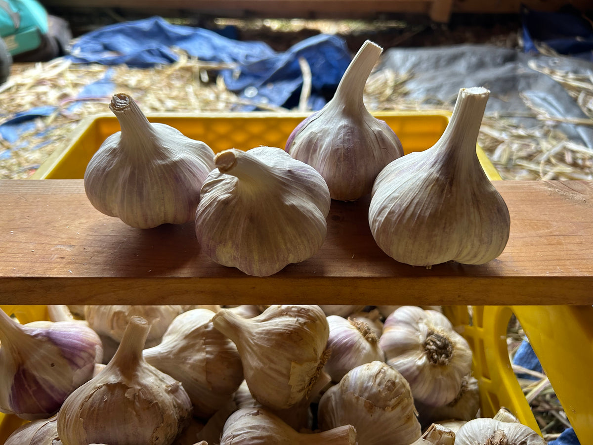 NEW Exciting Varieties in Our Future – Grasshopper Collective