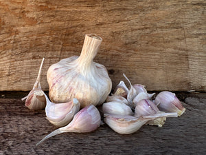 Colorado Seed Garlic - Garden Pack