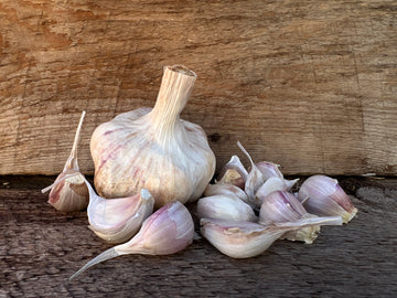 Colorado Seed Garlic - Garden Pack