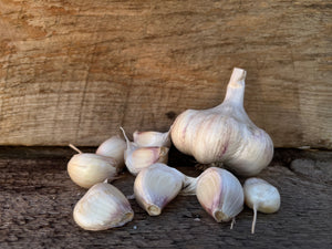 Trasnsylvanian Seed Garlic