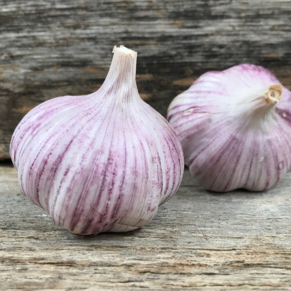 Blossom Seed Garlic