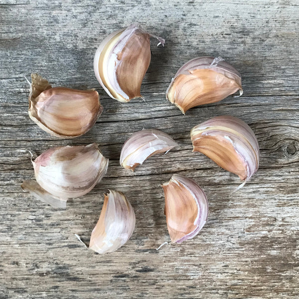 Blossom Seed Garlic