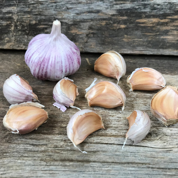 Blossom Seed Garlic