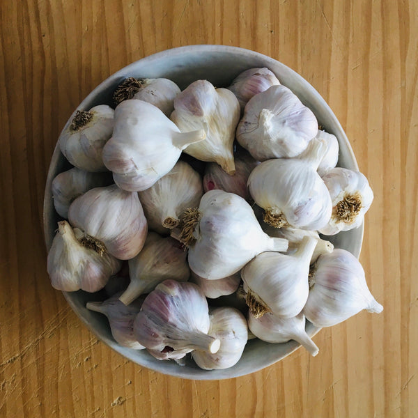 Softneck Culinary Garlic - 1#