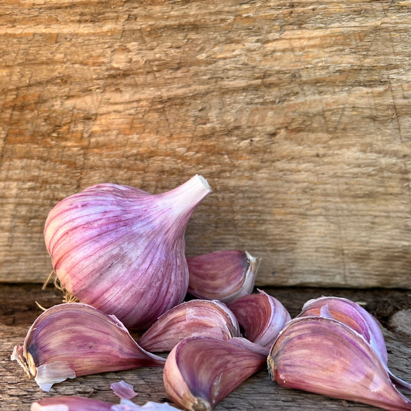 Chesnok Red Seed Garlic