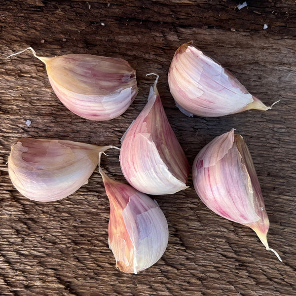 Georgian Crystal Seed Garlic