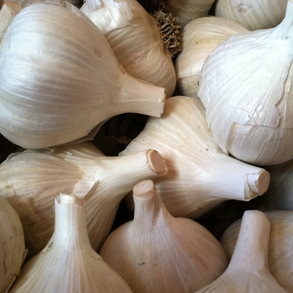 Hardneck Culinary Garlic - 1#