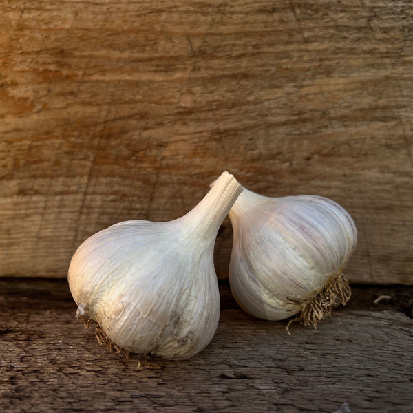 Montana Zemo Seed Garlic