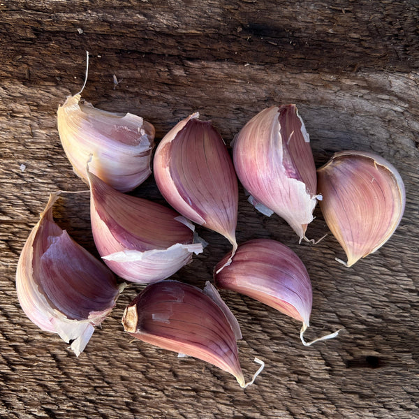 Montana Zemo Seed Garlic