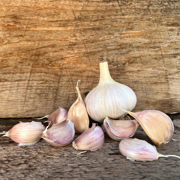 Music Seed Garlic