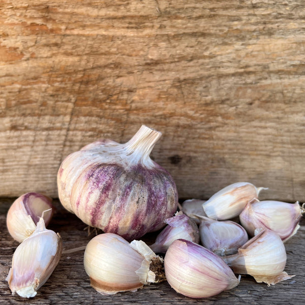 Red Toch Seed Garlic