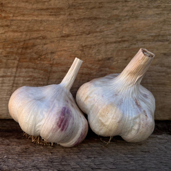 Susanville Seed Garlic
