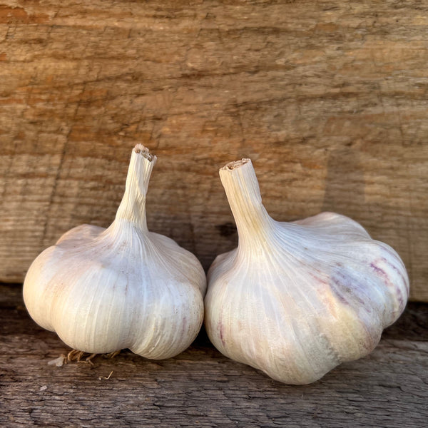 Transylvanian Seed Garlic